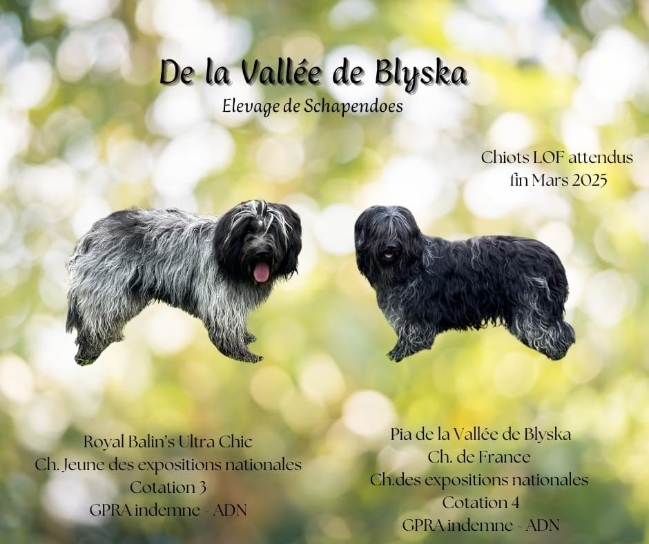 De La Vallee De Blyska - Chiots prévus vers le 25 mars 