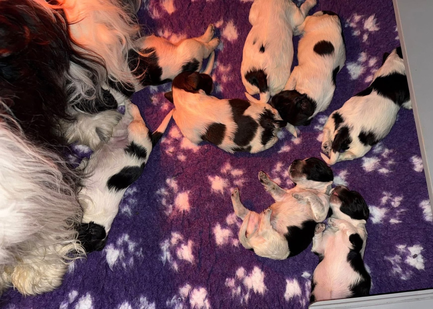 CHIOTS DISPONIBLES À L ÉLEVAGE LES FARFADETS DE LA PAGERIE EN MAYENNE