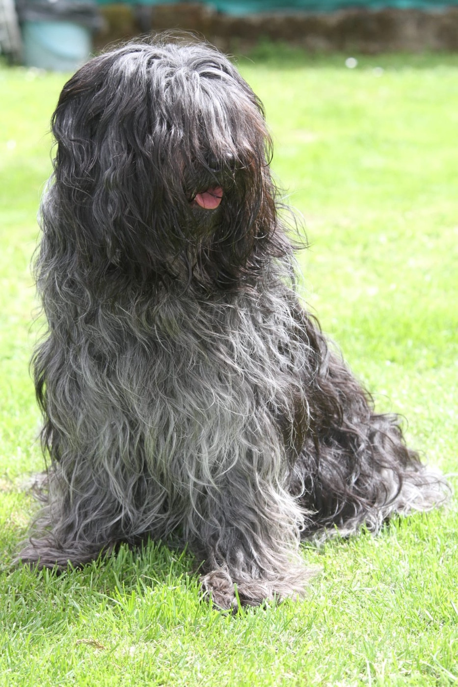 PROCHAINE PORTÉE PRÉVUE À L AUTOMNE