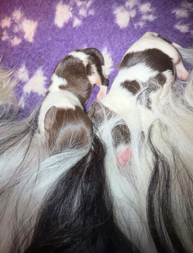 De La Vallee De Blyska - 2 Chiots mâles cherchent une famille 