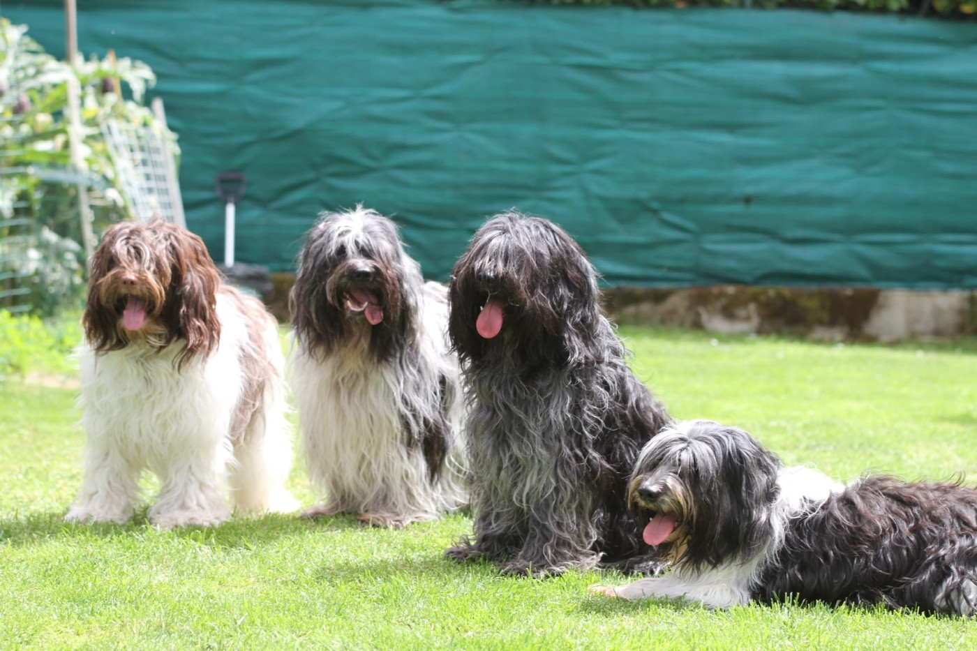 Toon Jonna Pia et Newlink