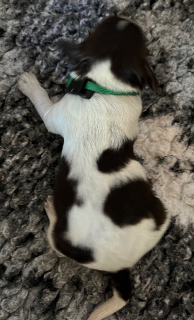 De La Vallee De Blyska - Chiots disponibles - Schapendoes