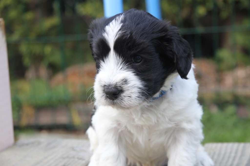 De La Vallee De Blyska - Schapendoes - Portée née le 29/01/2024