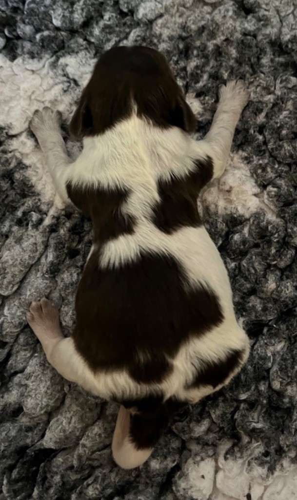 De La Vallee De Blyska - Chiots disponibles - Schapendoes
