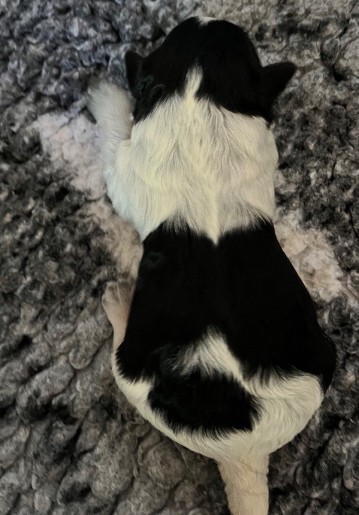 De La Vallee De Blyska - Chiots disponibles - Schapendoes