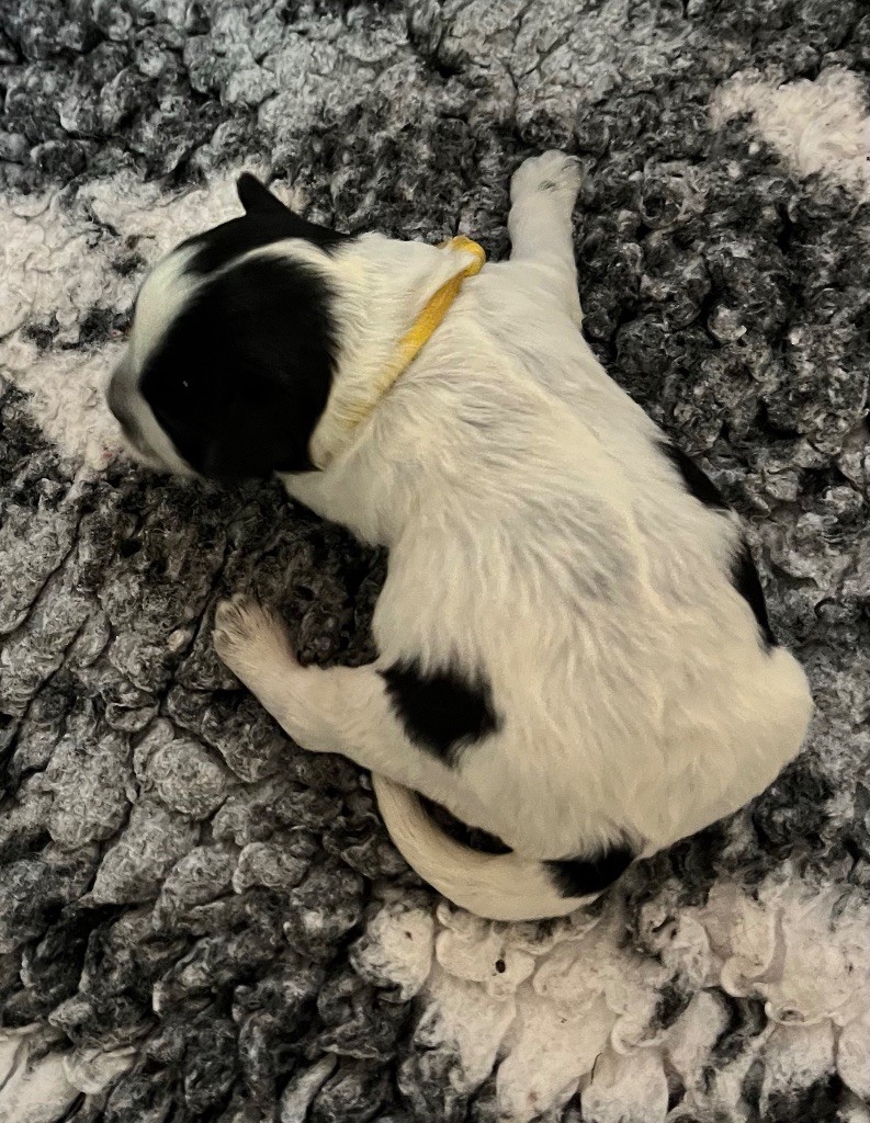 De La Vallee De Blyska - Chiots disponibles - Schapendoes