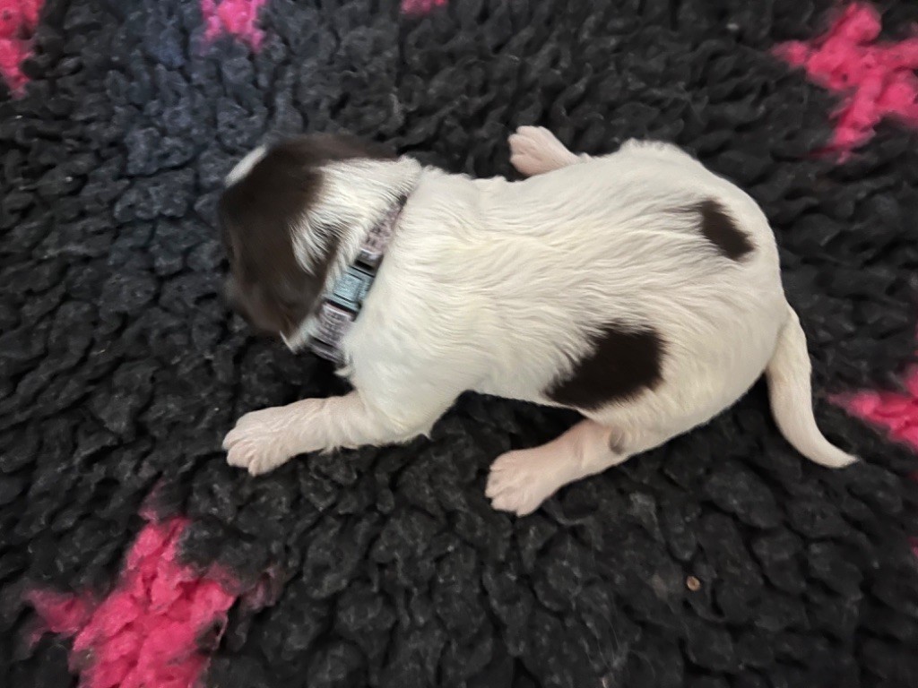 De La Vallee De Blyska - Chiots disponibles - Schapendoes