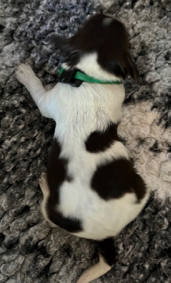 CHIOT 3