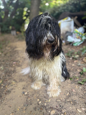 THE SAPERLIPOPETTE 