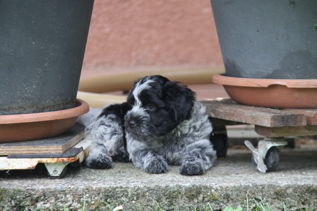 De La Vallee De Blyska - Chiots disponibles - Schapendoes